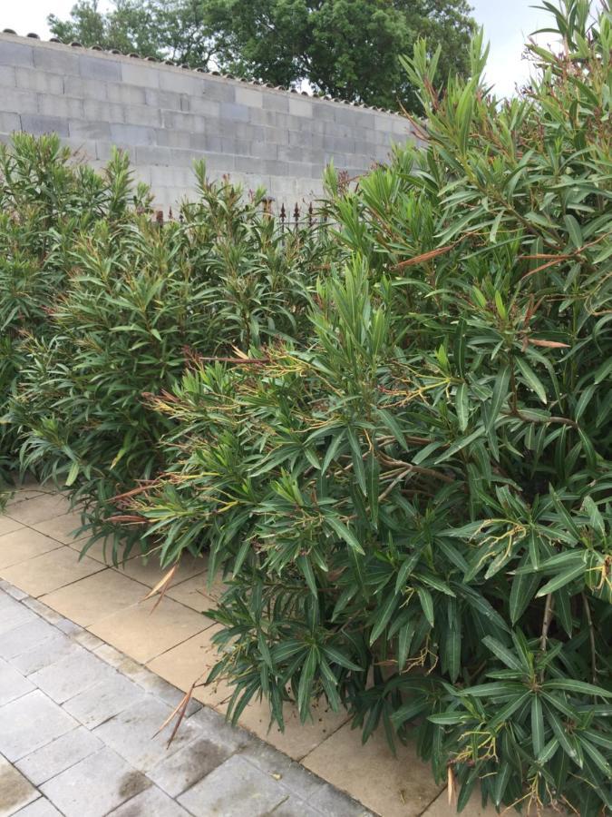 Chambre Spacieuse Independante Dans Villa Plus Parking Privee Λε Κανέ Εξωτερικό φωτογραφία
